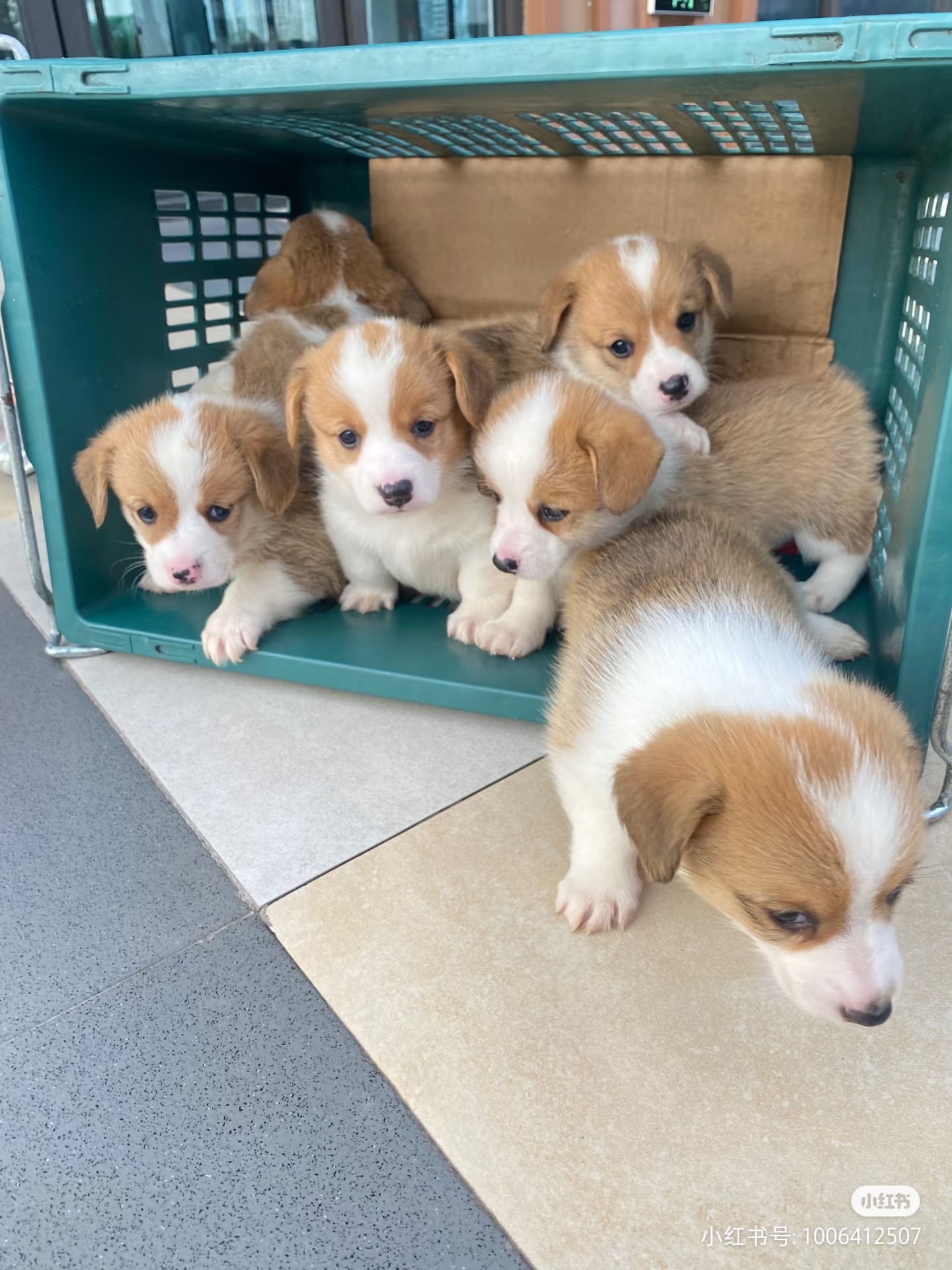 柯基幼犬